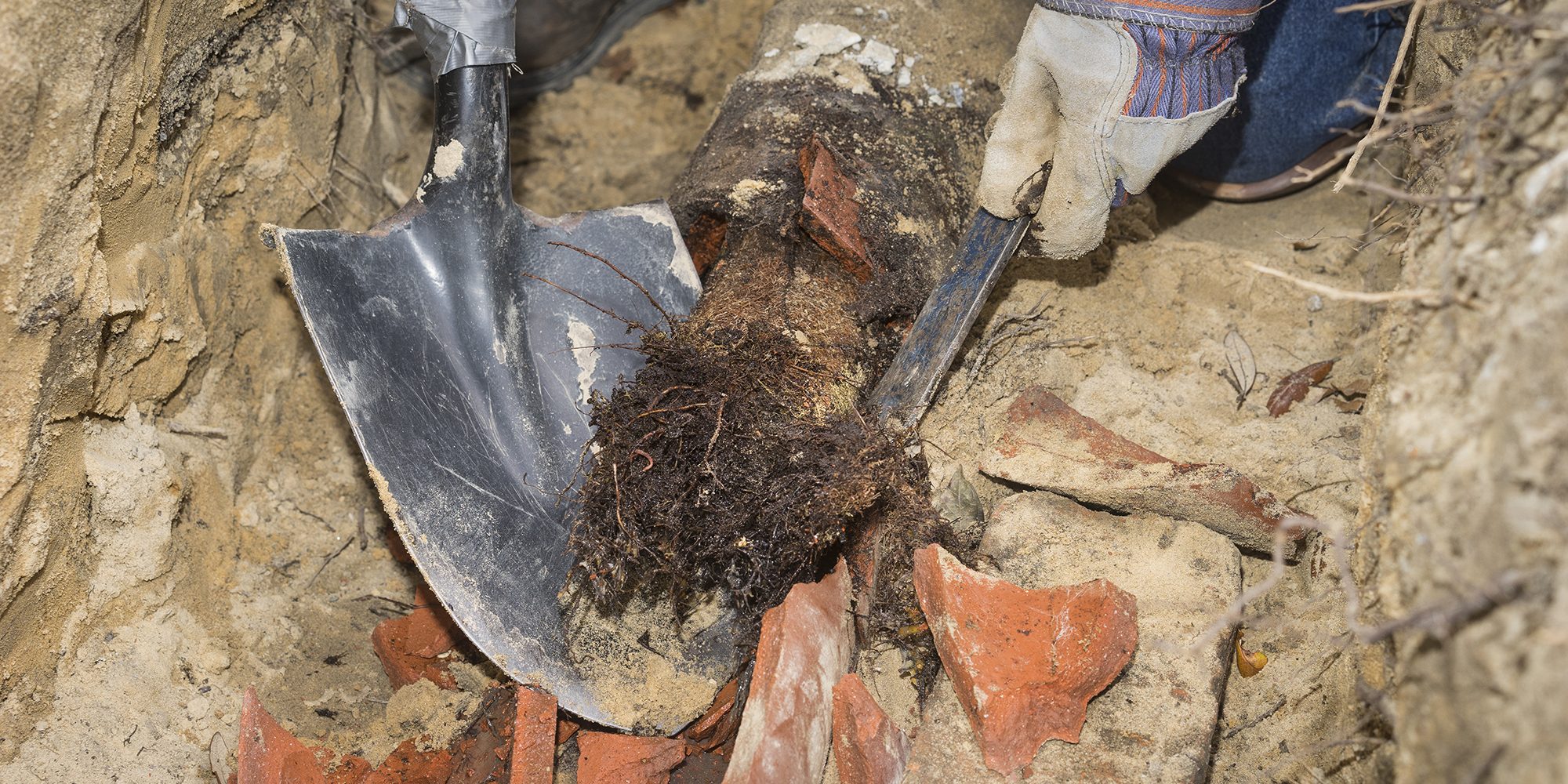 Man crouching in trench with shovel showing an old terracotta sewer line broken open to reveal a solid tube of invasive tree roots.